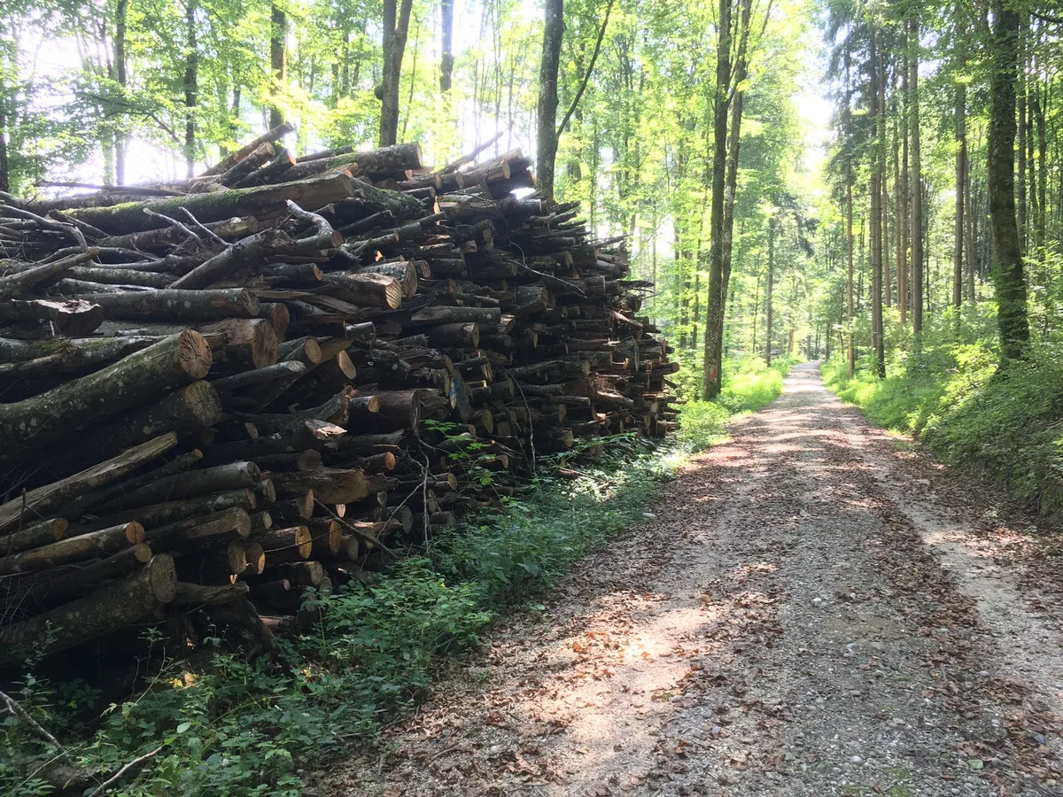wald_weg_haufen Der Bund hat grosse Pläne mit dem Schweizer Wald