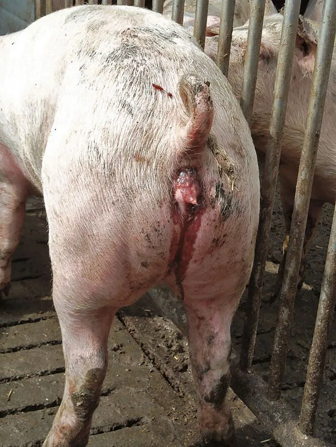 Am After eines Schweins ist ein blutig-dünner Kotfaden zu sehen..