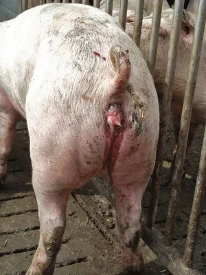 Dieses Schwein hat blutigen Durchfall. Es besteht der Verdacht auf Dysenterie, verursacht durch das Bakterium Brachyspira hyodysenteriae.