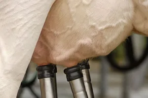 Saubere Euter sind die Voraussetzung für hygienisches Melken.