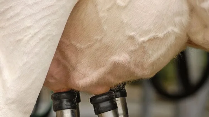 Saubere Euter sind die Voraussetzung für hygienisches Melken.