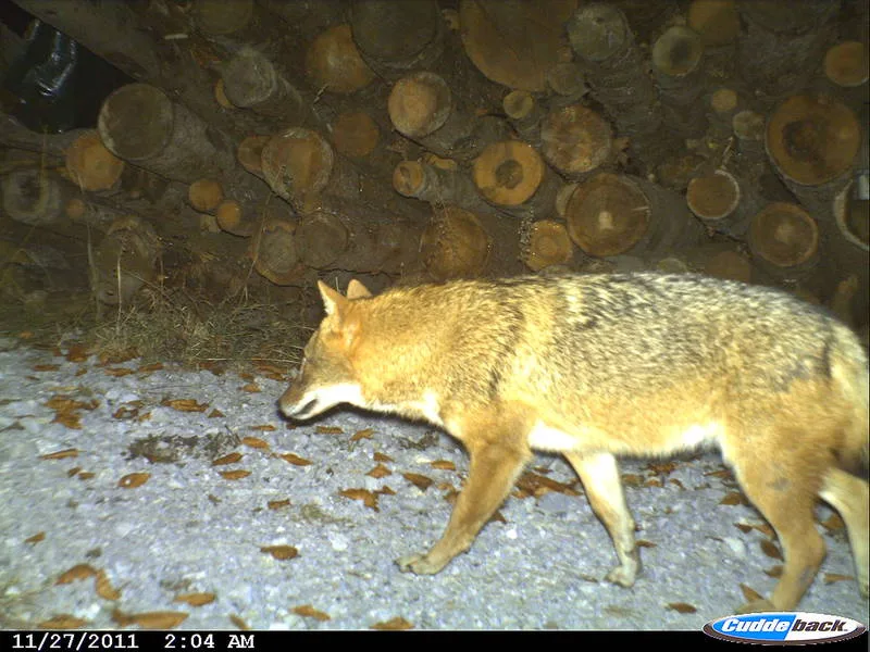 87d7d3c9cff254ce1efaec8f8a2f6340334858e7 Auch der erste Hinweis auf einen Goldschakal in der Schweiz stammte aus einem Luchsmonitoring. Man habe ein «seltsames Tier» abgebildet: zu klein und kompakt für einen Wolf, zu langbeinig für einen Fuchs, hiess es damals. (Bild Kora)