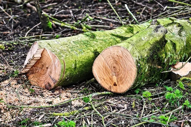 5d4d9f636c0ff51206cc0f413bc6941efeb14412 Der Gang vor Gericht endete für das Ehepaar mit einer Enttäuschung: sie müssen bezahlen. (Bild Pixabay)