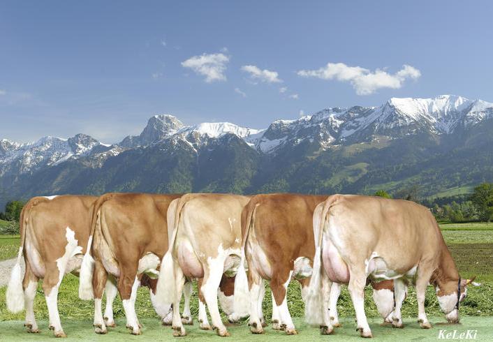 Töchtergruppe vom Spitzenstier Rafaele. Er führt die Rangliste bei den Simmentaler nach Iset mit 1353 Zählern an. (Bild KeLeKi)