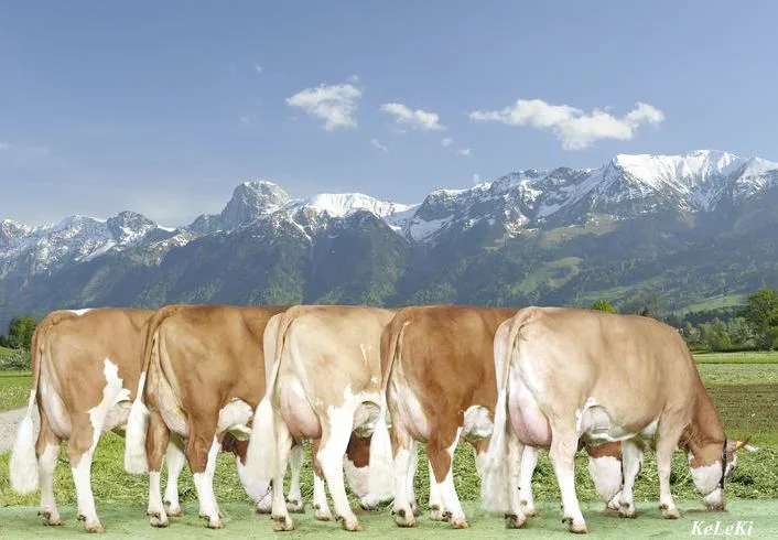 f8fdd19594b6f85581a4cf2e3c15ba06163c4719 Töchtergruppe vom Spitzenstier Rafaele. Er führt die Rangliste bei den Simmentaler nach Iset mit 1353 Zählern an. (Bild KeLeKi)