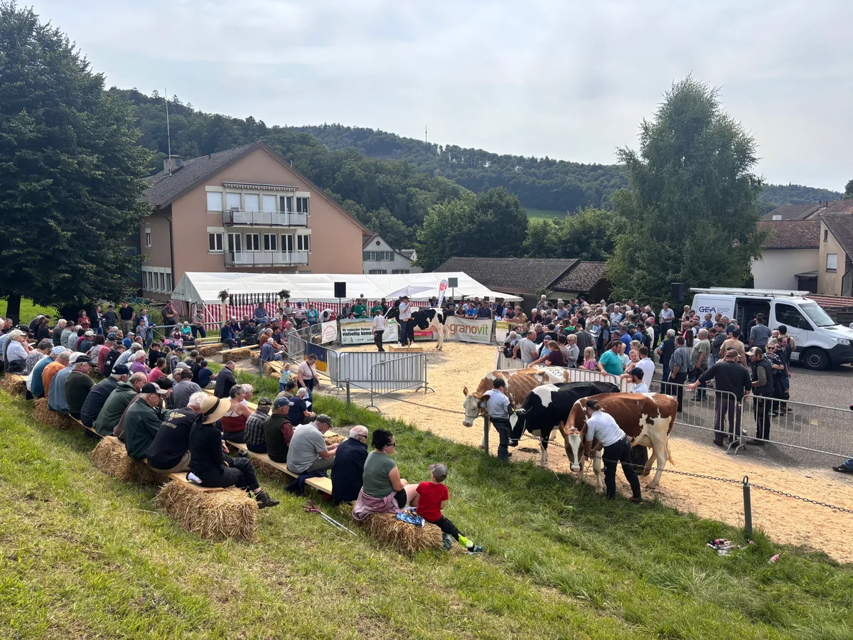 Bodenständiges Weidevieh: Die Auktion des Bergbauernvereins Langenbruck und Umgebung ist ein Nischenmarkt für robuste Tiere.