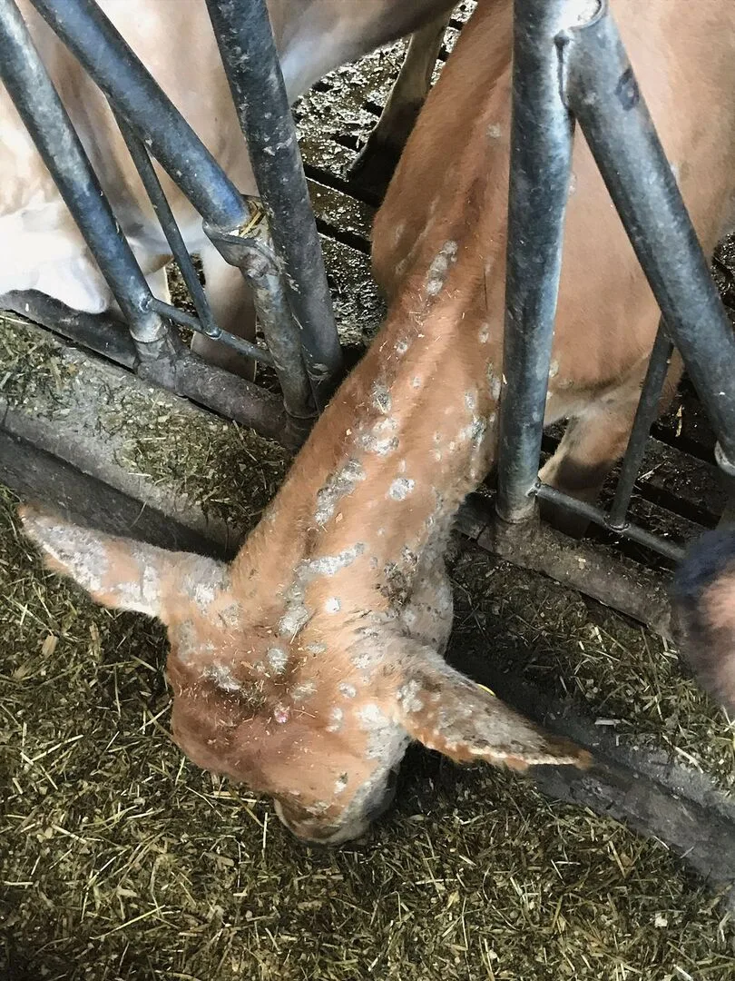 Ein Kalb frisst am Futtergitter und hält den Kopf gesenkt. Das legt den Blick frei auf Kopf und Hals, wo überall kreisrunde Hautveränderungen zu sehen sind.