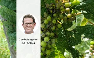Jakob Stark vertritt den Kanton Thurgau im Ständerat und erklärt seinen Standpunkt am Beispiel des Falschen Mehltaus.
