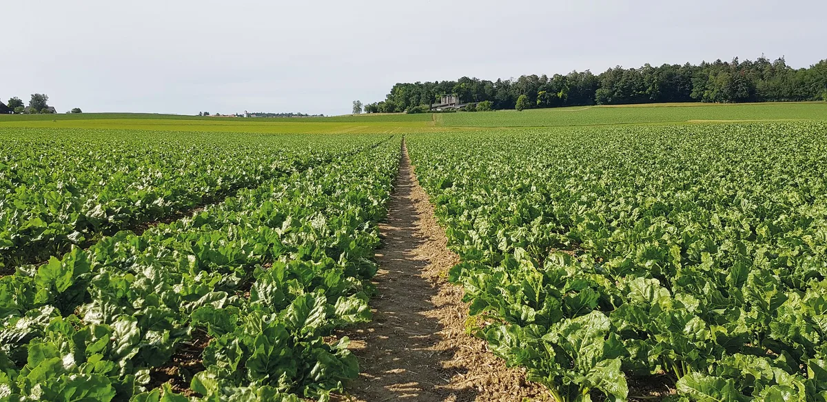e3e27df533abe1f2db31e1449916bc9f3ca72e20 Nach Reihenschluss entsteht in den Zuckerrübenfeldern oft ein Mikroklima, welches günstig für Cercospora-Blattflecken ist. Gezielte Fungizidbehandlungen helfen, den Ertrag zu sichern und Resistenzen vorzubeugen.Bild: zVg
