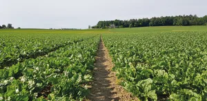 Nach Reihenschluss entsteht in den Zuckerrübenfeldern oft ein Mikroklima, welches günstig für Cercospora-Blattflecken ist. Gezielte Fungizidbehandlungen helfen, den Ertrag zu sichern und Resistenzen vorzubeugen.Bild: zVg