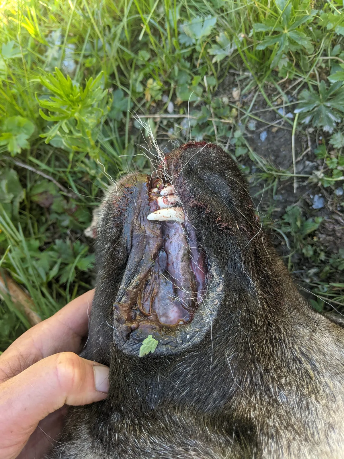 Herdenschutzhund stirbt bei Wolfsangriff auf Alp Stutz