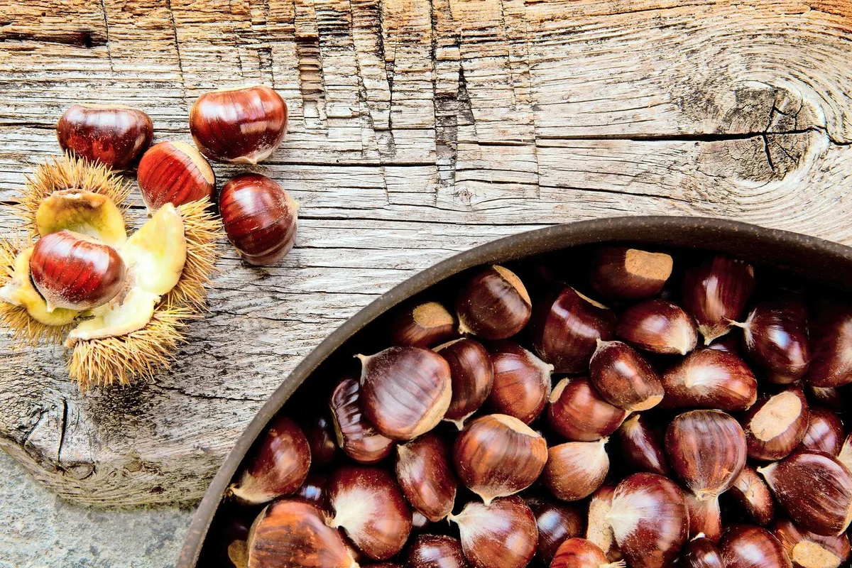 1687f191cb3661192af1f9ba703ed458efe50e3a5ba5299c0e04e9ec59237b52 Marroni sind ein Herbstgenuss, der sich für süsse wie für deftige Gerichte eignet. Geniessbar sind nur Edelkastanien, Rosskastanien dagegen sind giftig.