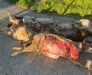 Vom Wolf getötete Mutterschafe und Lämmer im Kanton Graubünden. Im Kanton Glarus häufen sich diese Vorfälle ebenfalls.