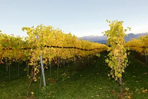 Herbst im Rebberg, der neue Jahrgang ist im Keller. Die Winzer sind nun gefordert, den Absatz zu sichern. (Bild BauZ)