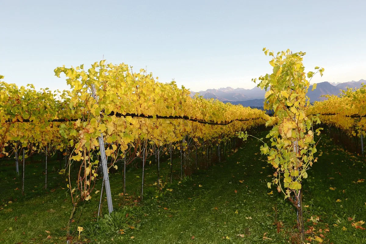 5a27caad53c5d614eda060a242b8b2ca9dc4935c Herbst im Rebberg, der neue Jahrgang ist im Keller. Die Winzer sind nun gefordert, den Absatz zu sichern. (Bild BauZ)
