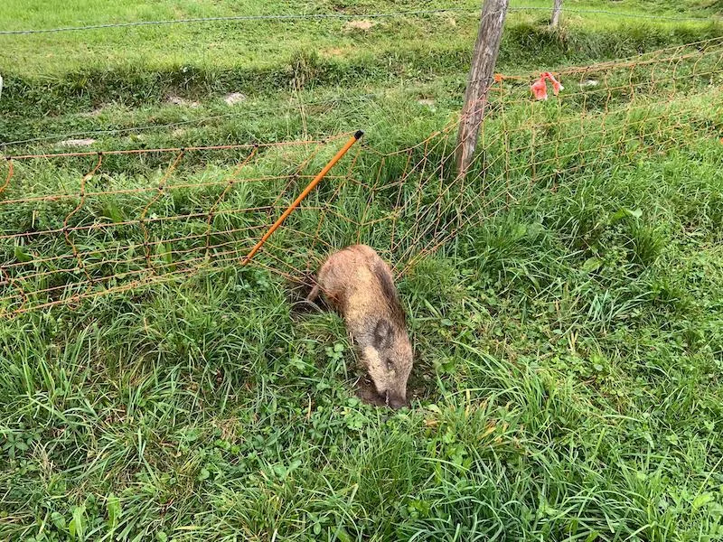 e3c6ed46bce17298a6f9430fd8388e37fbad6ed1 Wenn mobile Zäune in Waldesnähe aufgestellt werden, besteht immer ein gewisses Risiko, dass sich Wildtiere darin verfangen. (Bild zVg)