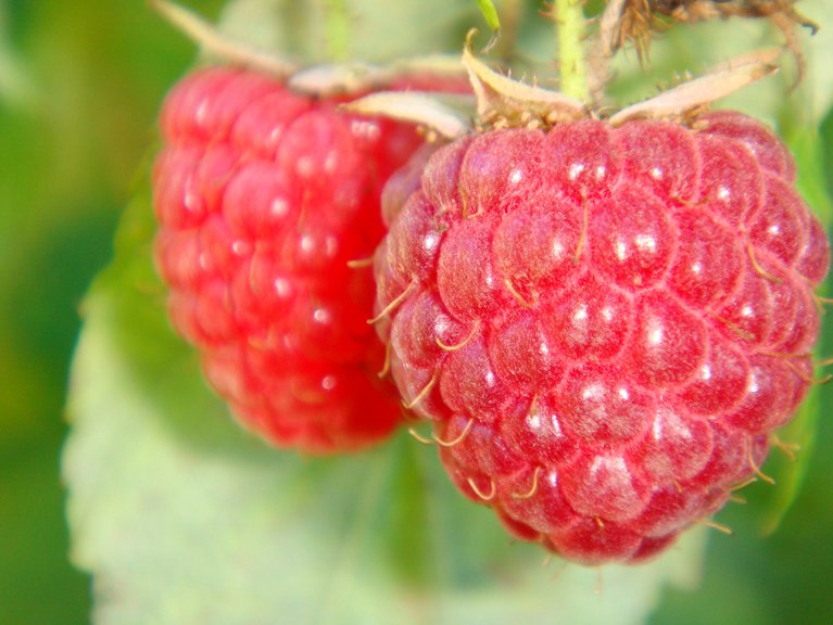 Jetzt wieder erhältlich: Schweizer Himbeeren. (Magalie Steiner/landwirtschaft.ch)
