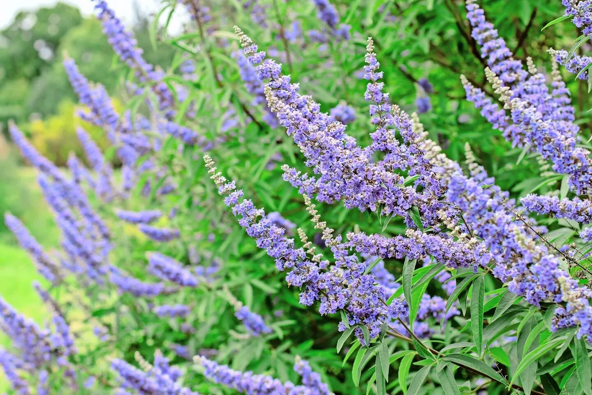 Kornelkirsche statt Forsythie: Ökologische Alternativen für die Insektenwelt