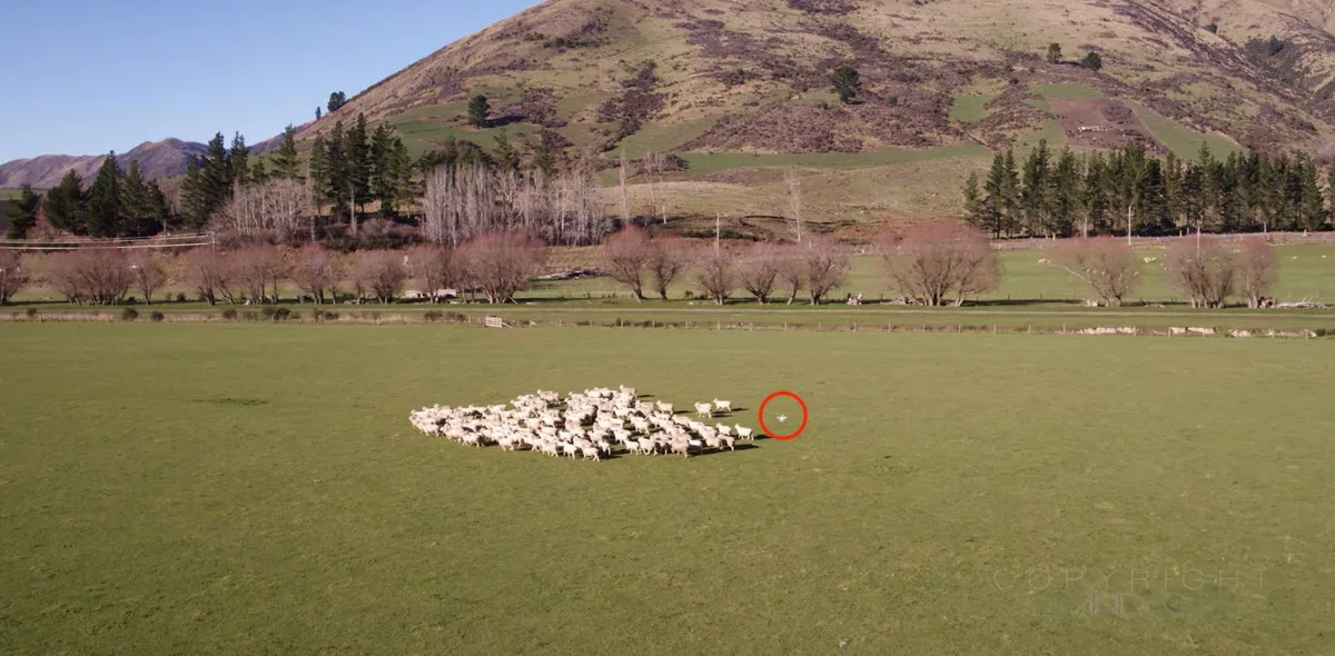 24680c412b6a54c73cbe1b19fa0703f2e11d057e Bis jetzt werden Schafherden noch von Drohnen getrieben statt gelockt. (Bild Screenshot Youtube/Man And Drone)
