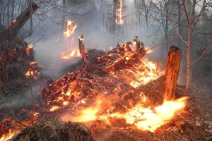 Der Brand war am Nachmittag in unwegsamem Gebiet ausgebrochen. (Symbolbild Kapo SZ)