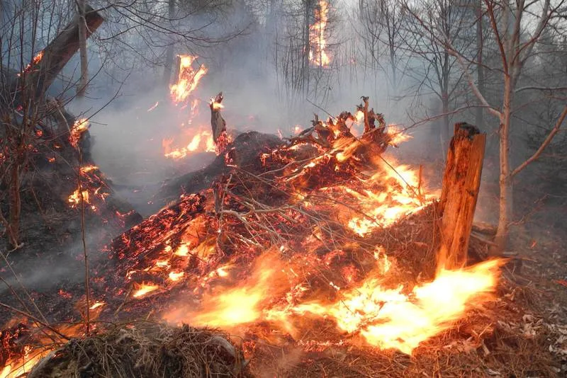 Der Brand war am Nachmittag in unwegsamem Gebiet ausgebrochen. (Symbolbild Kapo SZ)