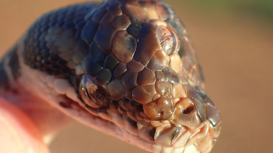 Missbildungen kommen bei Reptilien häufig vor.  (Bild Facebook/Northern Territory Parks and Wildlife)