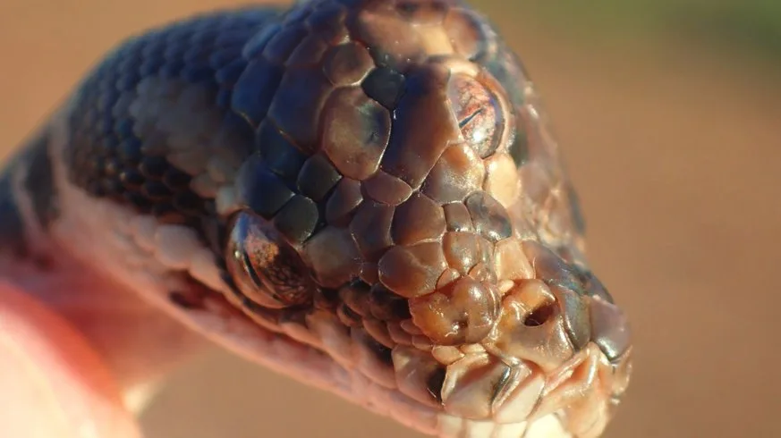 bea43b196d23d1da0914e4a60a4f5ffaea30e774 Missbildungen kommen bei Reptilien häufig vor. (Bild Facebook/Northern Territory Parks and Wildlife)