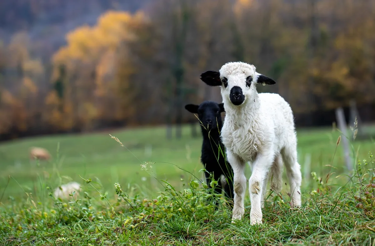 lamb-5733685_1280 Sie sollen besser geschützt werden.