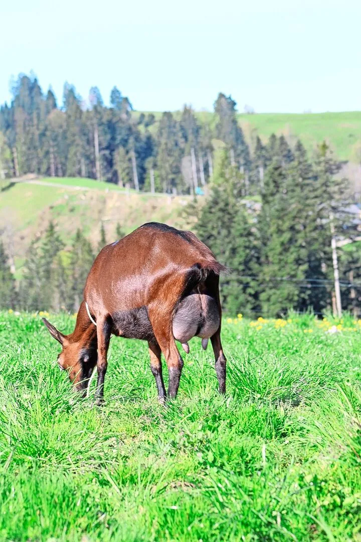 Redhill Salomon Tzatziki: Eine typische Ziege aus der Zucht von Redhill. Ein kastanienbraune Farbe, breites und straffes Hintereuter.