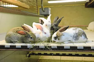 Die Kaninchenfleischproduktion ist in der Schweiz eine Nische, neue ProduzentInnen werden jedoch dringend gesucht.