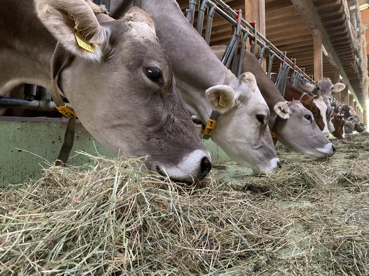 ZS-A-04-Milchmarkt-Kuh_frisst_altes_Heu-4_sp Zentralschweizer Milchbauern produzieren deutlich zu viel – Die Preisbeschlüsse der ZMP zwingen nun zum handeln