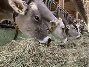 Soll den Kühen minderwertiges Heu gefüttert werden, damit die Milchleistung und damit die Mehrmengen kurzfristig sinken? Das sei wegen gesundheitlichen Risiken heikel, warnt der Fütterungsberater. Zudem ist die Grundfutterqualität diesen Winter sehr hoch. Beim Kraftfutter könnte aber gespart werden.