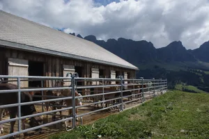 Unter anderem strengere Vorschriften für Stallbauten machen Investitionen im Sömmerungsgebiet nötig. Daher begrüsst der SAV die politischen Anpassungen, dank der Finanzierung vereinfacht wird. (Bild SAV)