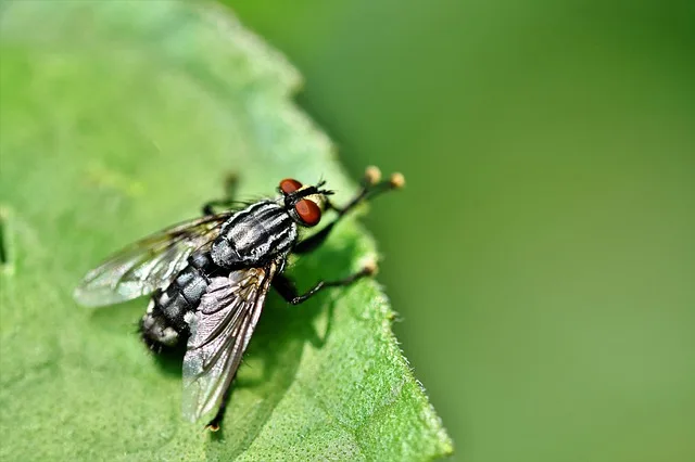 6477d131950edf139e968e514fecdbab217c0e38 Insekten sind wichtige Bestäuber, bauen aber auch organisches Material wie tote Tiere und Pflanzen ab. Der Tag der Insekten soll auf ihre Bedeutung und ihre Bedrohung aufmerksam machen. (Bild Pixabay)