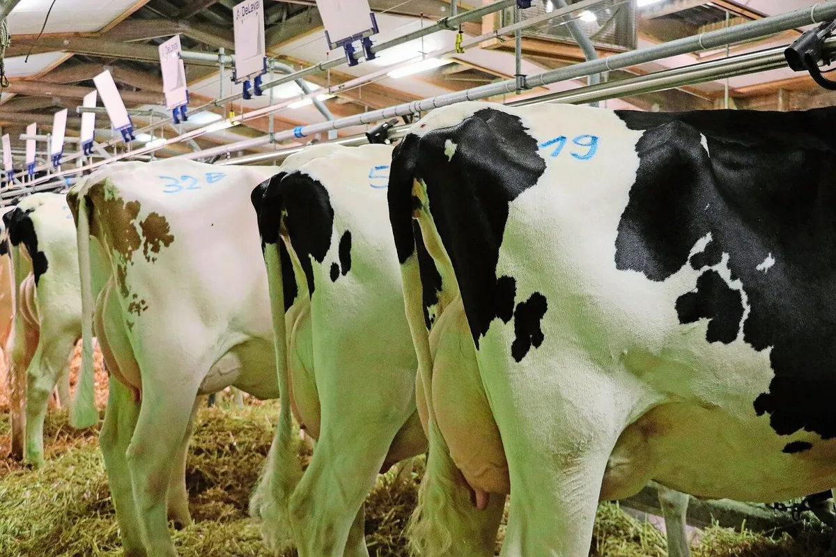 7ab5a0a81d6472ce1ecaffe9bcecbeb65aff8ebf55ccd0dd7ef6e592ce1a73d6 Hochleistungskühe sind von einer eingeschränkten Fruchtbarkeit besonders betroffen, weil sie oftmals eine ausgeprägte negative Ernährungsbilanz aufweisen.