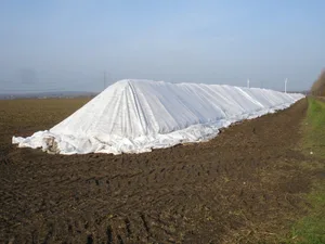 Die Rübenhaufen sollten bei den aktuellen Temperaturen vor dem nächsten Niederschlag komplett gedeckt werden.