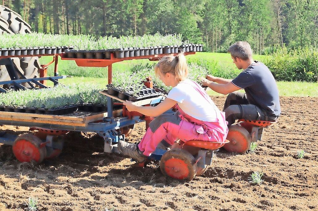 Die Familie musste viel ausprobieren: Für das Setzen der Lavandin-Pflanzen bauten sie eine Gemüsesetzmaschine um.