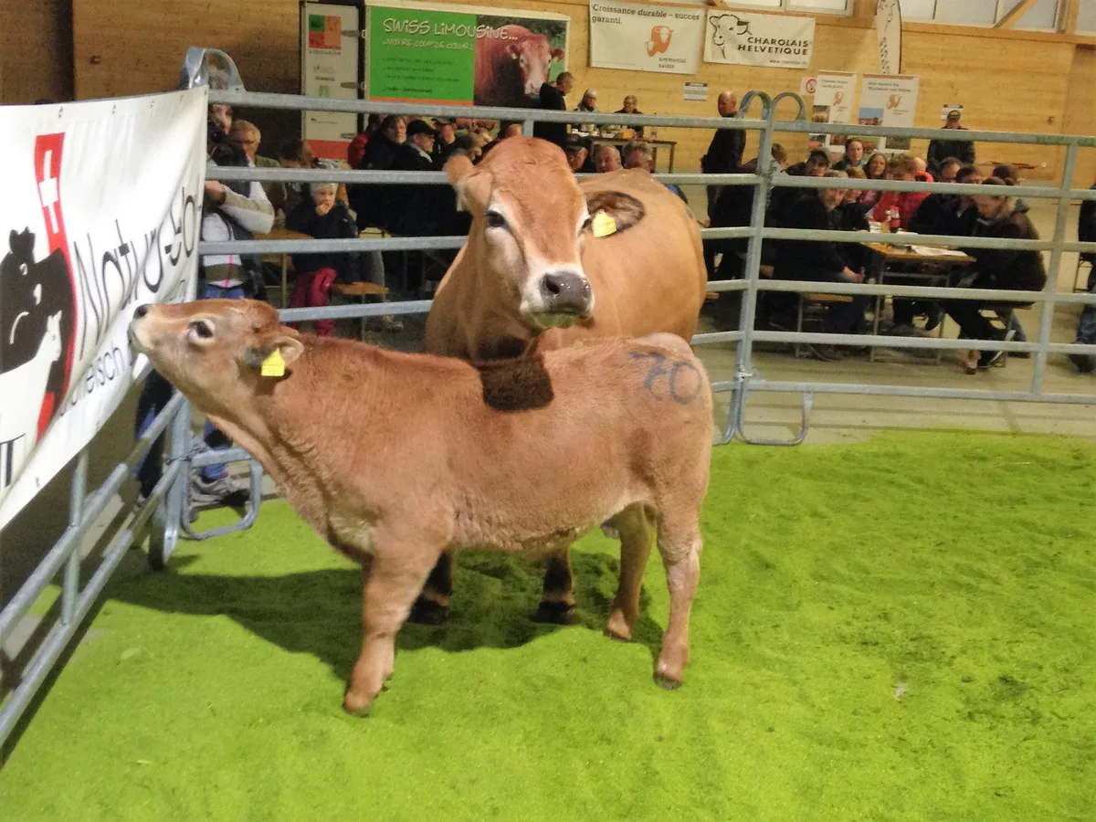96eeef600538fc34c3895e10f50ceae962986cd6 Limousin Kuh mit Kalb, die teuerste der Rasse, vom Betreib Martin-Meylan. (Bild zVg)