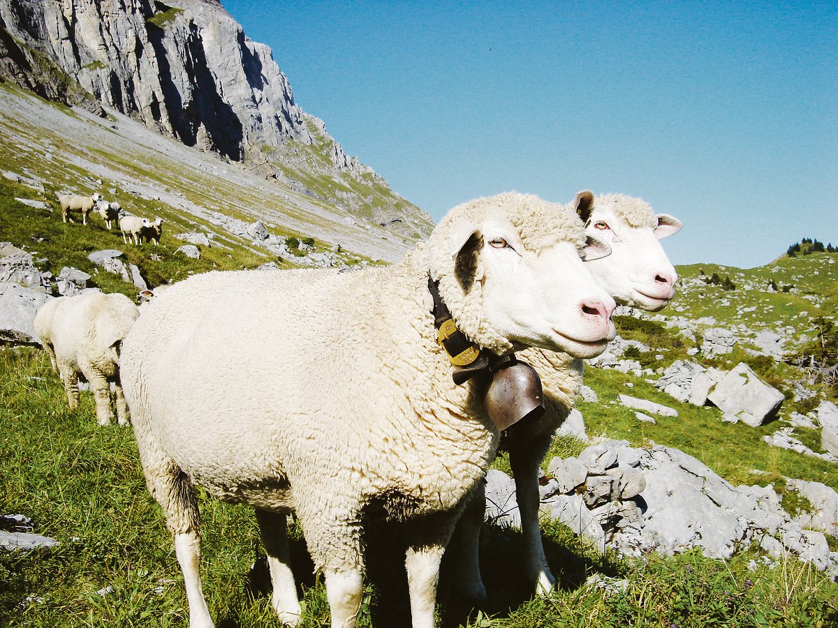 Urner Alpweiden statt Grünerlen-Monokulturen: Schafe halten die Verbuschung und Vergandung zurück und schützen damit das Klima.  (Symbolbild Christian Aeschlimann)