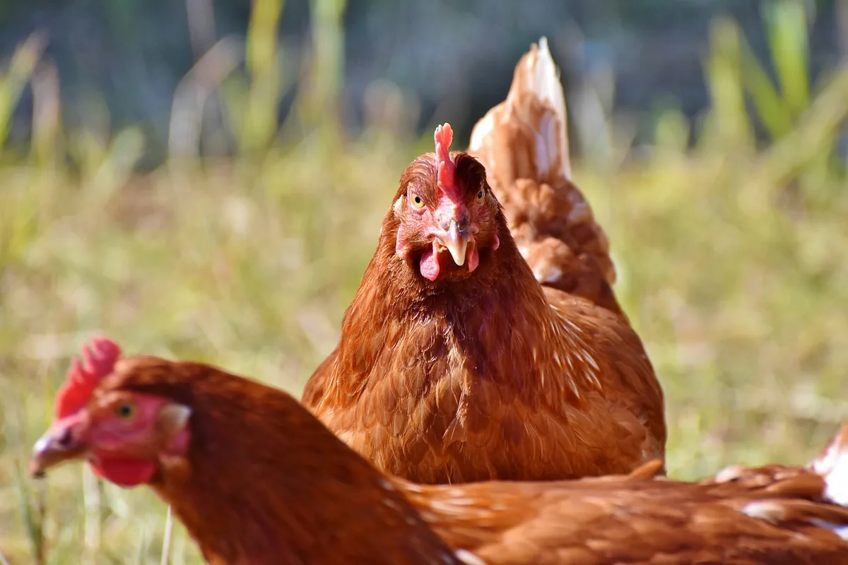 huhn_ralph Hühnerhalter wegen fehlender Vogelgrippe-Massnahmen angeklagt