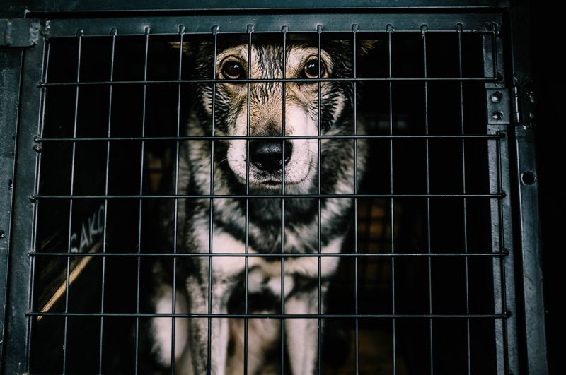 Der Veterinärdienst des Kantons Aargau hat achtzehn Tierhalteverbote ausgesprochen: Die Tierhalter hätten ihre Tiere entweder vernachlässigt, kranke und verletzte Tiere nicht angemessen behandelt oder seien nicht willens oder fähig gewesen, die Tiere tierschutzkonform zu halten. (Bild Unsplash)