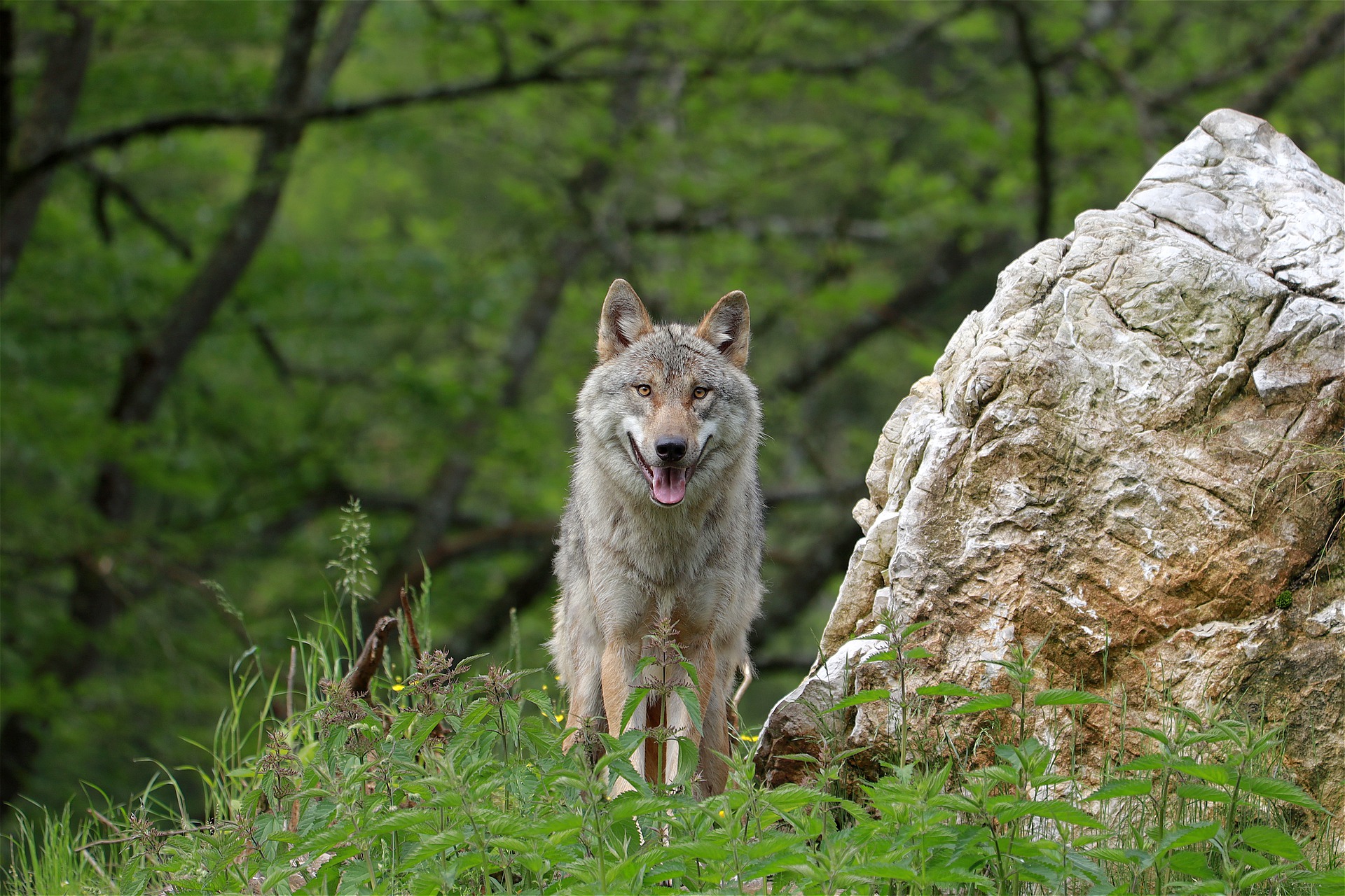 Wie bisher bleiben Bäuerinnen und Bauern für den Schutz ihrer Herden zuständig, der Bund bietet aber finanzielle Unterstützung und hat die Kompetenz für Eingriffe in Wolfsrudel. (Bild WFranz / Pixabay)
