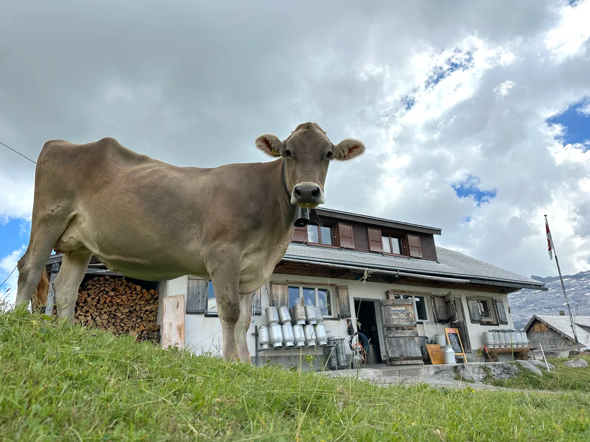 Über 600 Kühe weiden während kurzer Zeit auf der Melchsee Frutt. Die Milch wird in der Käserei Tannalp (rechts) verarbeitet.  (Bilder Josef Scherer)