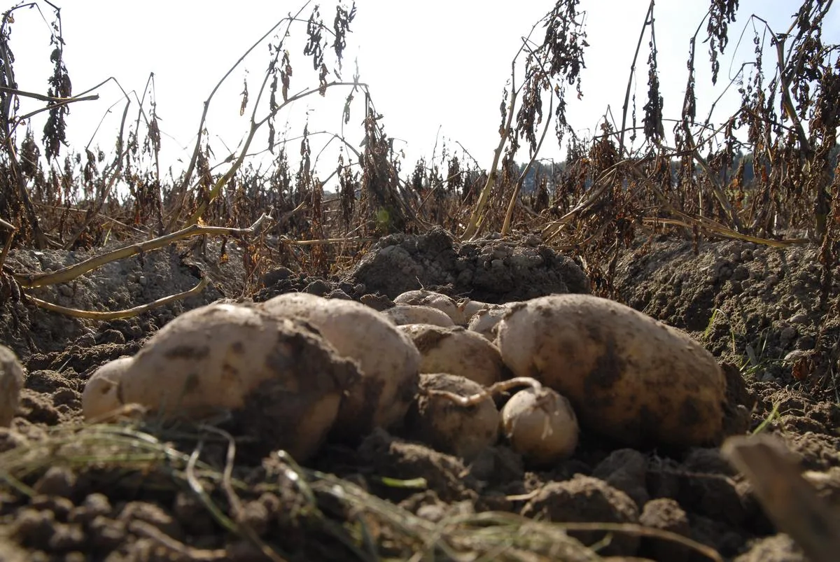 Wie die Ernte nach wochenlangem Regenmangel und rekordhohen Temperaturen in Menge und Qualität ausfallen dürfte, zeigen erst die Ernteerhebungen im August.