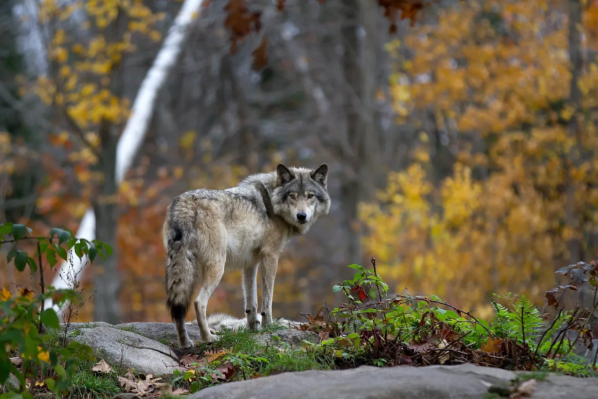 OS_47_C_WolfZH 500px Photo ID: 86970805