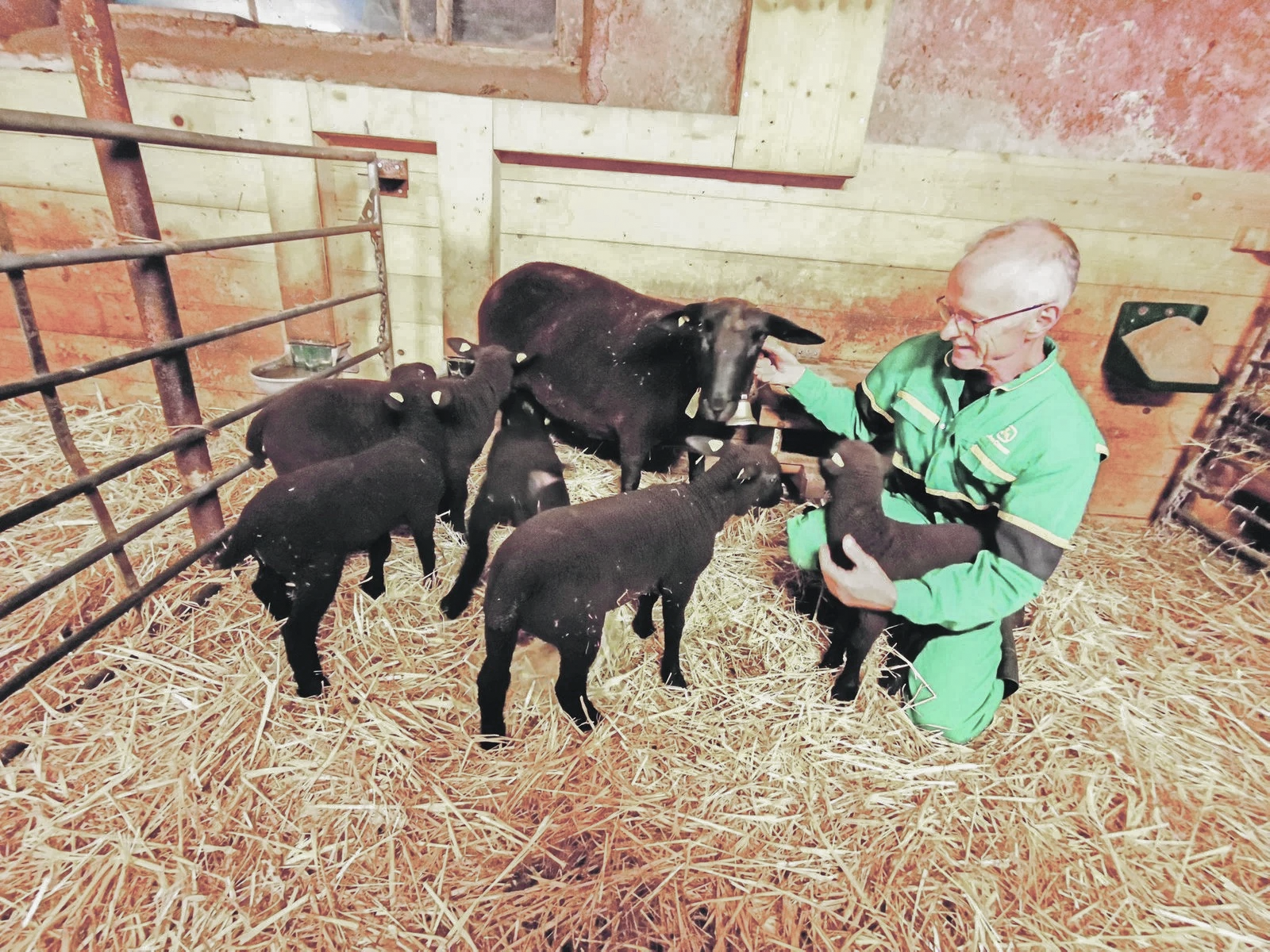 Mutterschaf Sina und ihre fünf munteren Lämmer