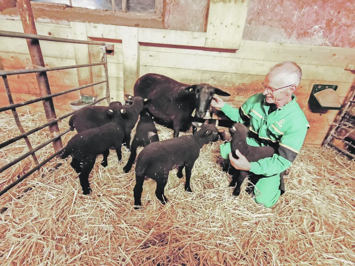 schafe Mutterschaf Sina und ihre fünf munteren Lämmer