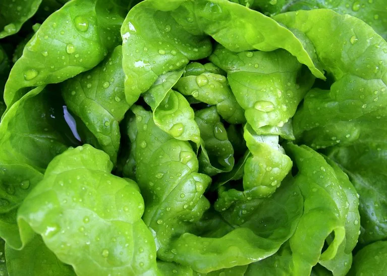 5e198c2024f3e4581ba00996274c2b83fd91e3ec Der Kopfsalat ist die kultivierte Form des wild wachsenden Lattichs. (Bild pixabay)