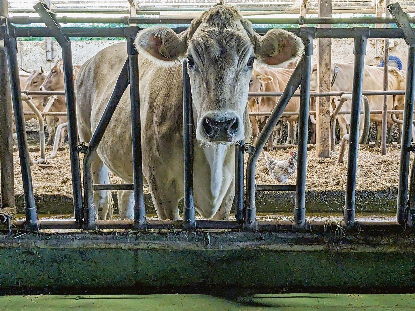 Lange Gesichter vor dem Futtertisch. Nicht mehr alle Kühe und Landwirte sind zufrieden mit den Proteingehalten im Bio-Kraftfutter.