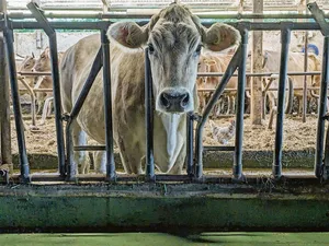 Lange Gesichter vor dem Futtertisch. Nicht mehr alle Kühe und Landwirte sind zufrieden mit den Proteingehalten im Bio-Kraftfutter.